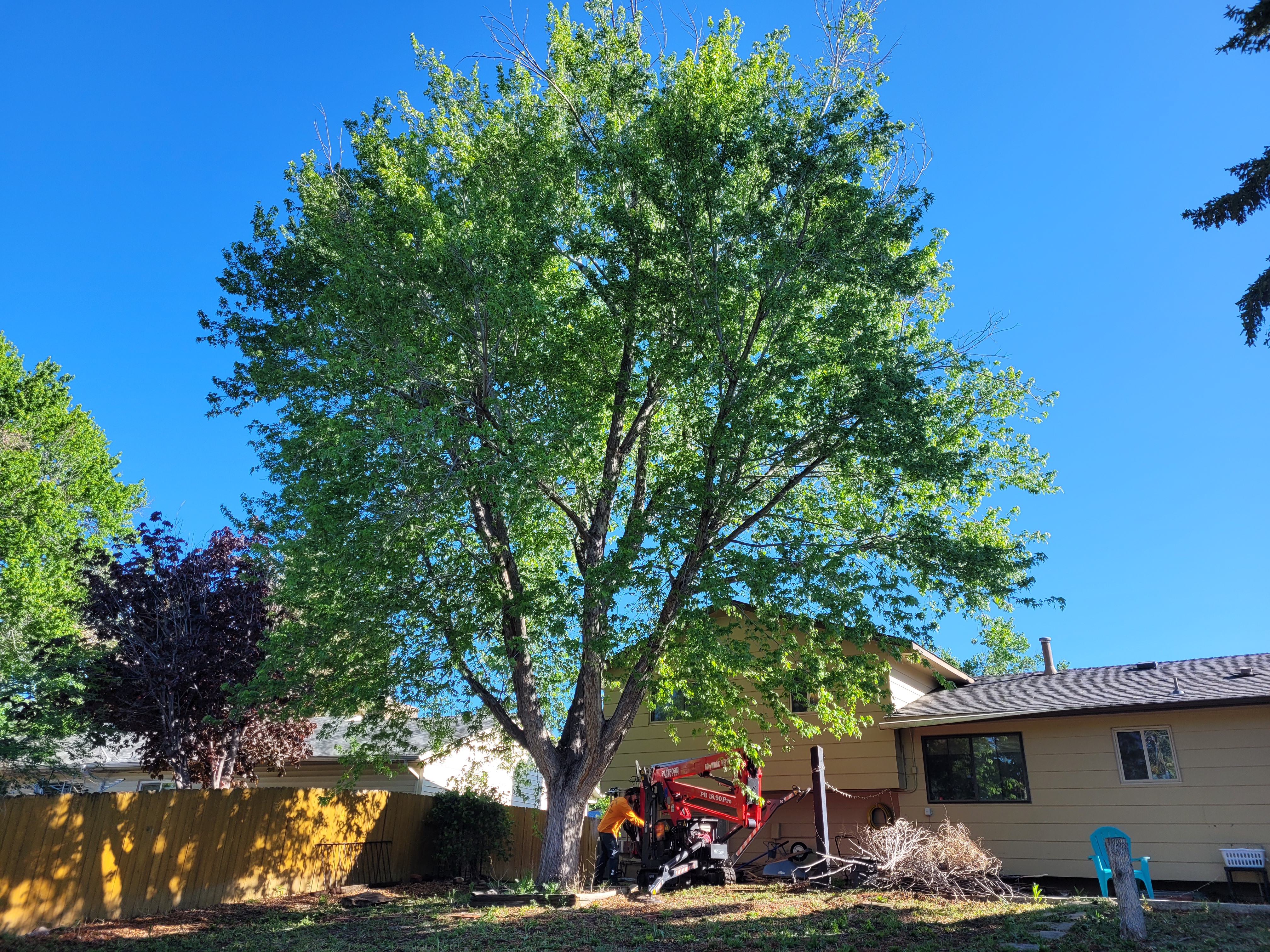 Before - Fire Mitigation & Defensible Space